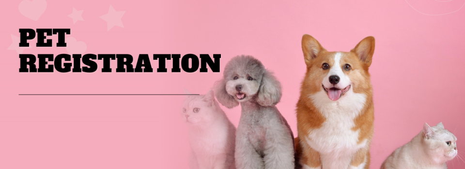 Pink Bold Pet Grooming Facebook Ad